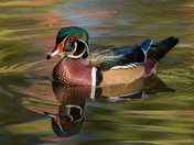 Wood Duck reflection on dappled water
