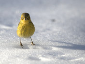 Pine Warbler Vacationing in Mahone Bay, Nova Scotia, Canada.