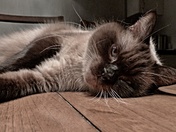 Cat caramel sealpoint