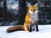 Winter Vixen