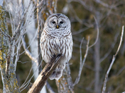 Watcher In The Woods