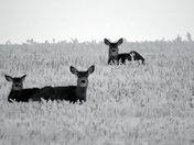 mule deer in the snow