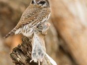 Northern Pygmy Owl with prey