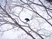 Crow In Winter