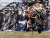 Psychedelic squirrel 