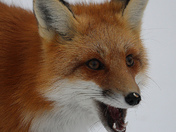 Red Fox