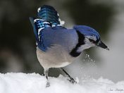 Bluejay