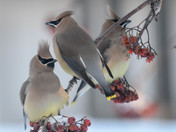 Cedar Waxwings on the Feed