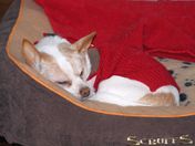 Sammy practicing his favourite winter activity.