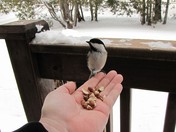 A Bird in the hand