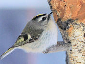 Golden Crowned kinglet