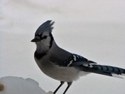 Blue Jay thinking about it