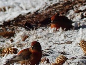 Crossbills in the yard