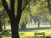 Morning In The Park