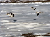 Where is the runway?