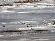 Snow Buntings