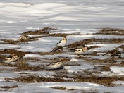 Snow Buntings