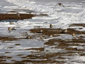 Snow Buntings