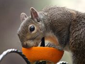 Grey squirrel close up