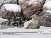 Harp Seal resting in the snow
