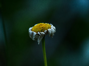 Moody Daisy in the Shadows