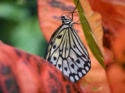 Dance of the Nectar Seeker