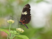 Dance of the Nectar Seeker