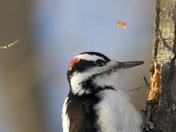 Woodpecker