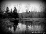 The serenity of a lake