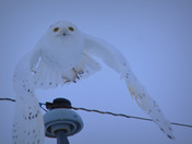 Snow Owl In Flight