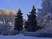 Canadian Winter Hoard Frost