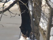 A Food Driven Squirrel