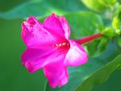 four o'clock pink bloom