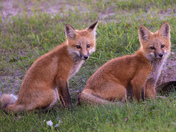 Red Fox kits