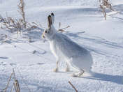 White-tailed Jackrabbit on a frosty Manitoba Morning 