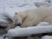 Napping Polar Bear 