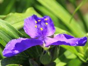 purple spiderwort