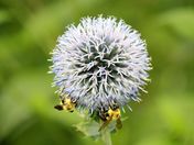 globe thistle