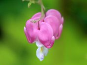 Bleeding heart flowers