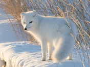 Arctic fox