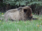 The Cub and the dandelion 