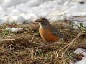 Winter Robins
