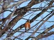 Winter Robins
