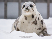 Hapr Seal playing in snow