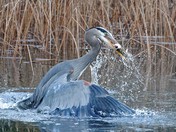 Hungry Heron