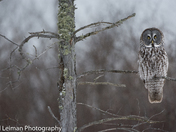 Great Grey Owl