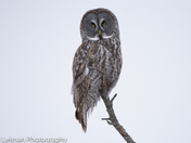 Great Grey Owl perching