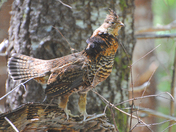 Mother Grouse on guard.....