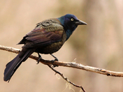 Common grackle