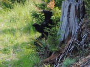 back scratching tree